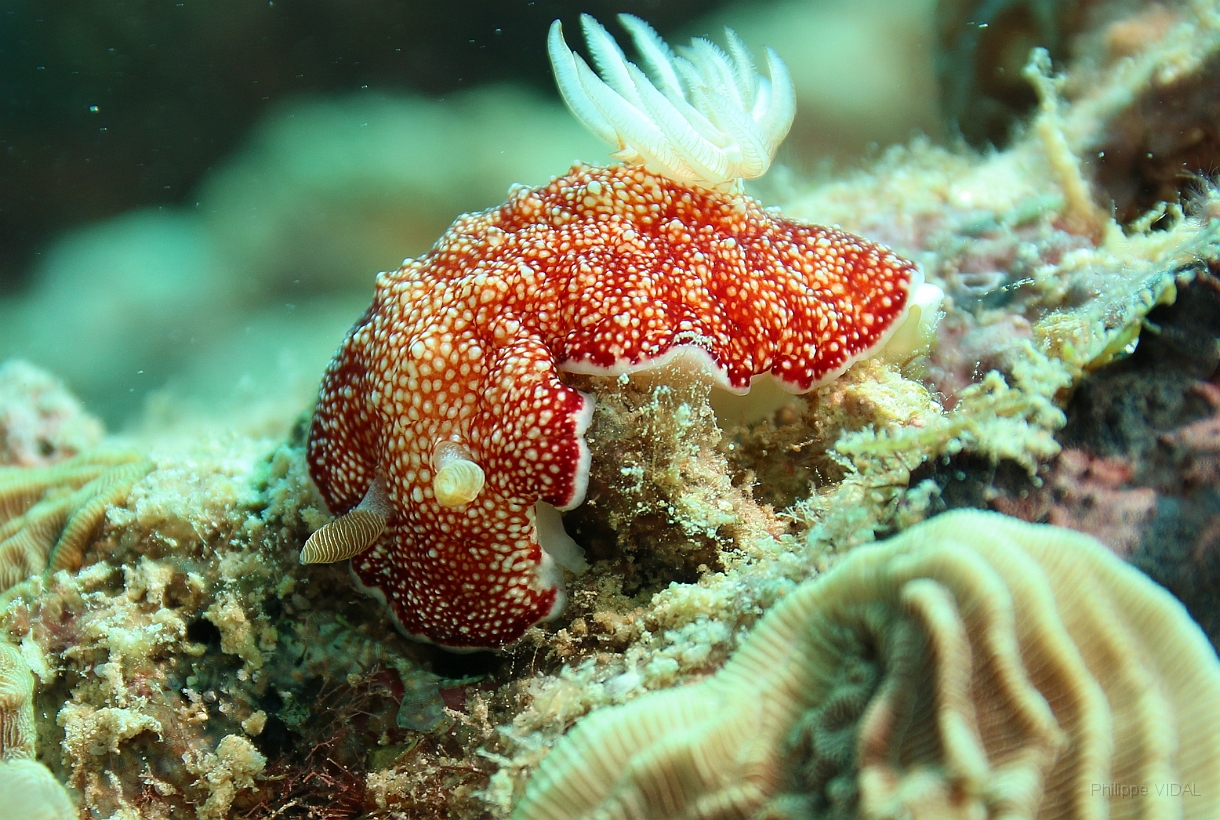 Sipadan_2015_Nudibranche_Doris reticulee_Chromodoris reticulata_IMG_2748_rc.jpg